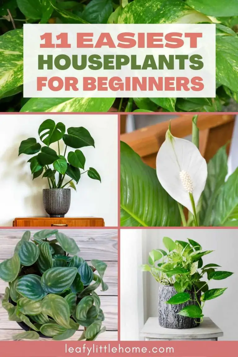 11 Easy Houseplants for Beginners - The Leafy Little Home