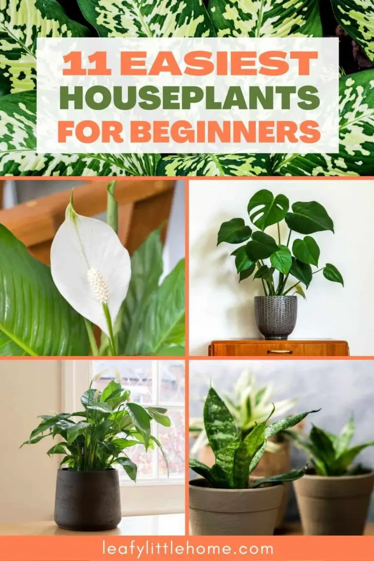 11 Easy Houseplants For Beginners The Leafy Little Home   11 Easiest Houseplants For Beginners 2 768x1152 