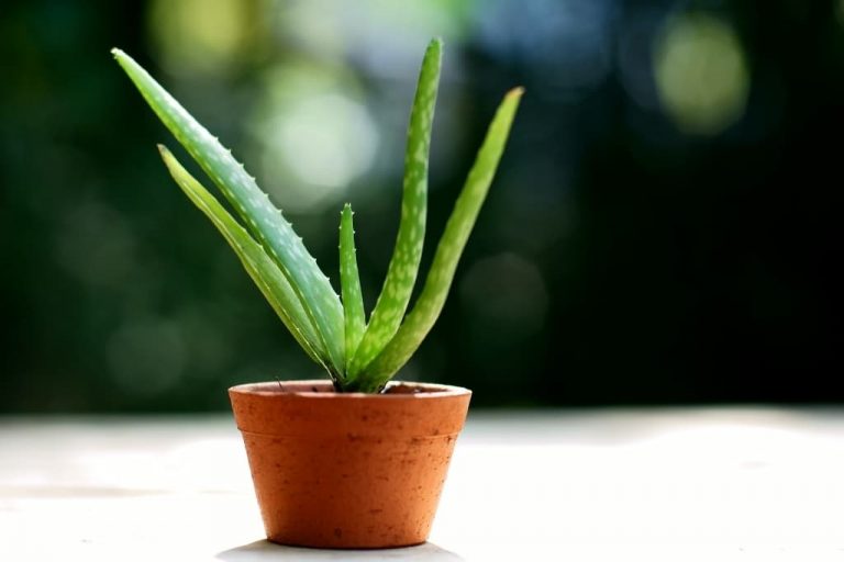 15 Houseplants That Are Toxic to Cats The Leafy Little Home