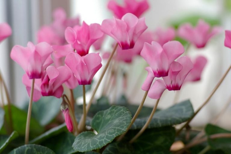 15 Houseplants That Are Toxic to Cats The Leafy Little Home