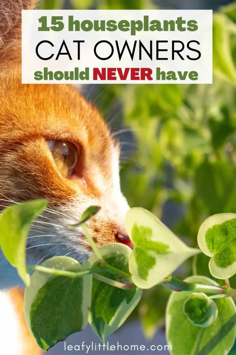 Poisonous Indoor Plants to Cats - Back Gardener