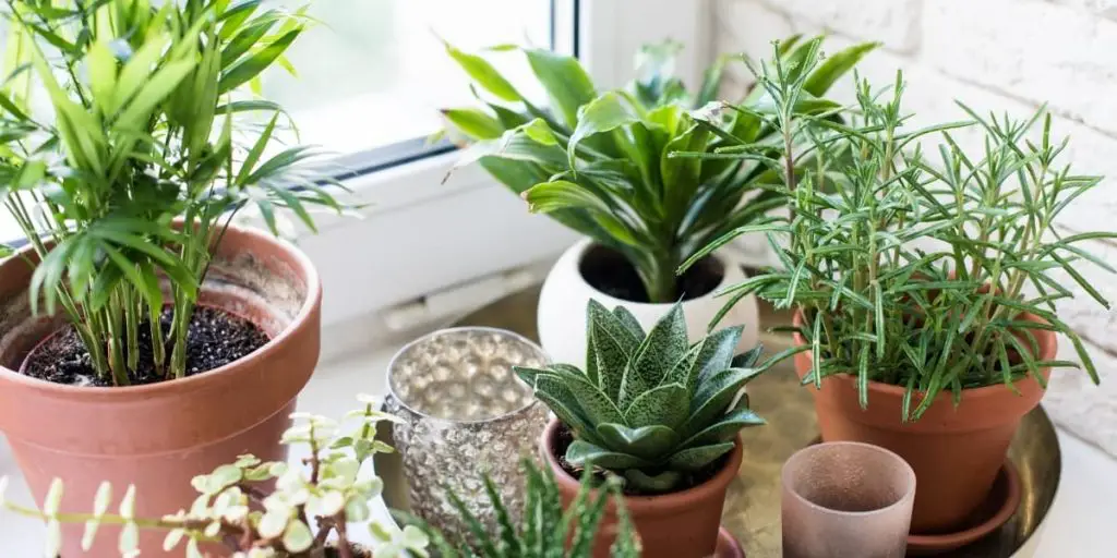 11 Easy Houseplants for Beginners The Leafy Little Home