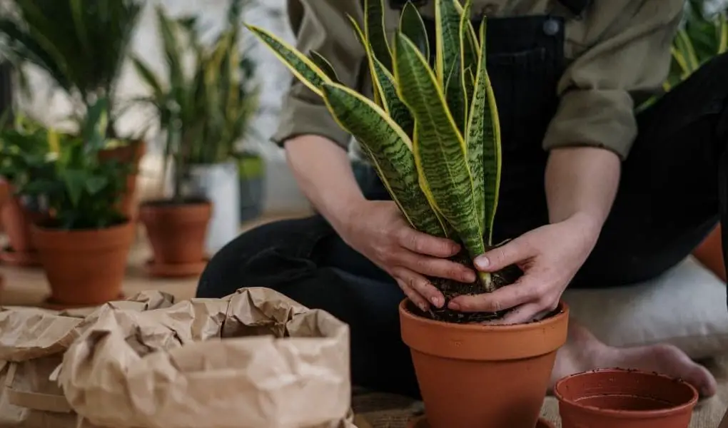 Person planting a snake plant
