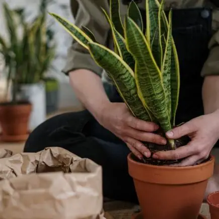 Person planting a snake plant