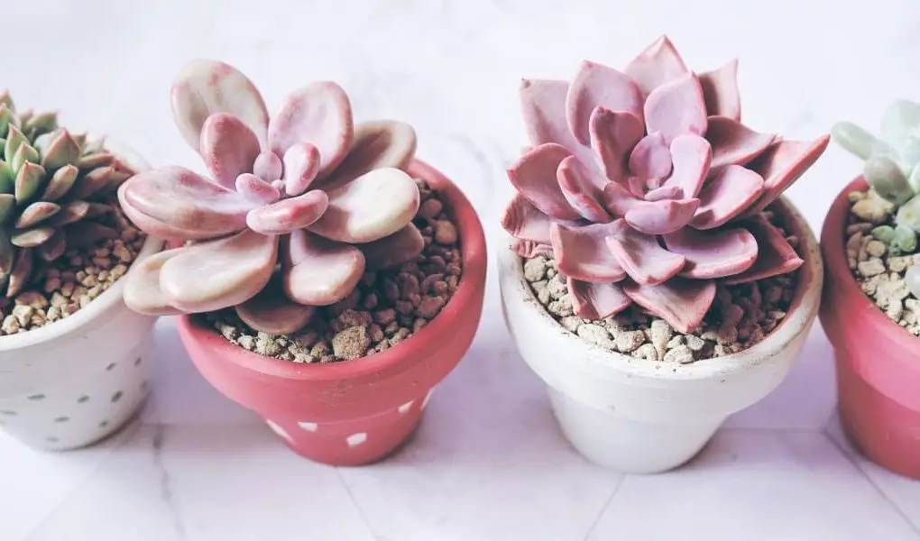 How to Water Succulents in Containers
