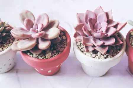 How to Water Succulents in Containers