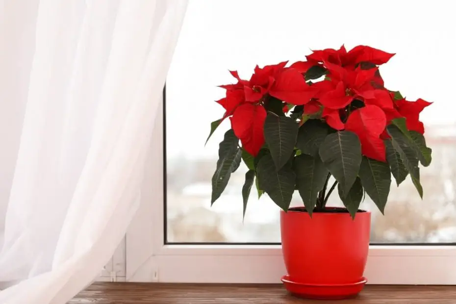 15 Houseplants That Are Toxic to Cats The Leafy Little Home