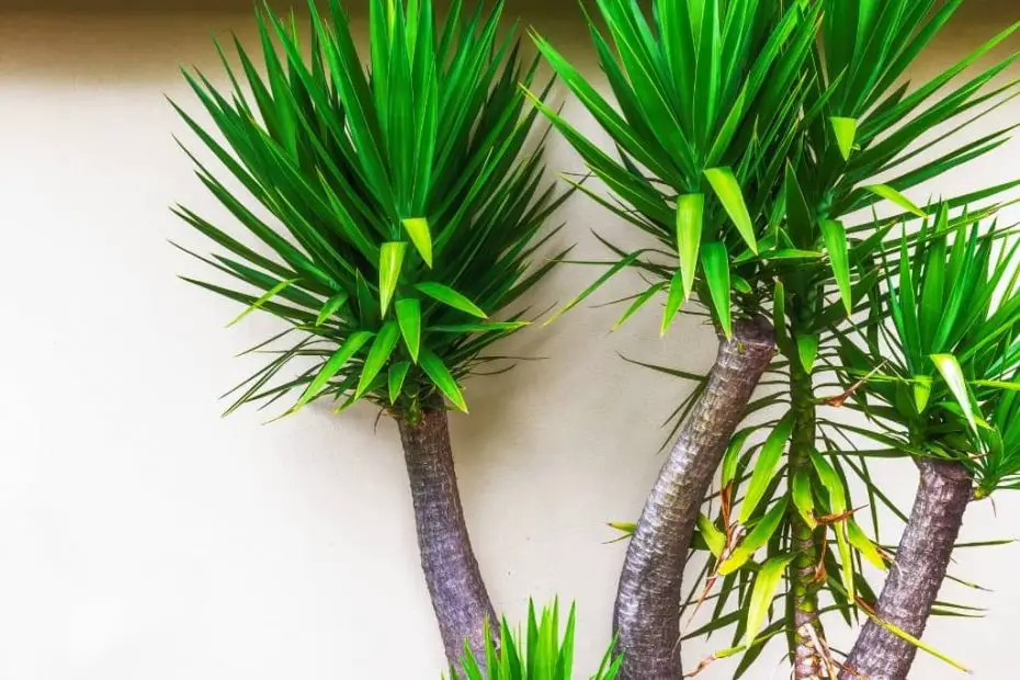 15 Houseplants That Are Toxic to Cats The Leafy Little Home
