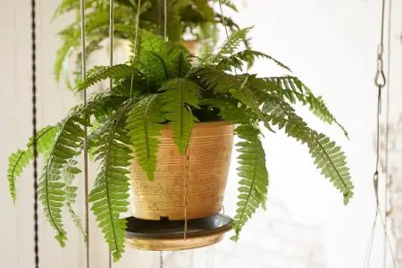 fern in a DIY indoor hanging planter