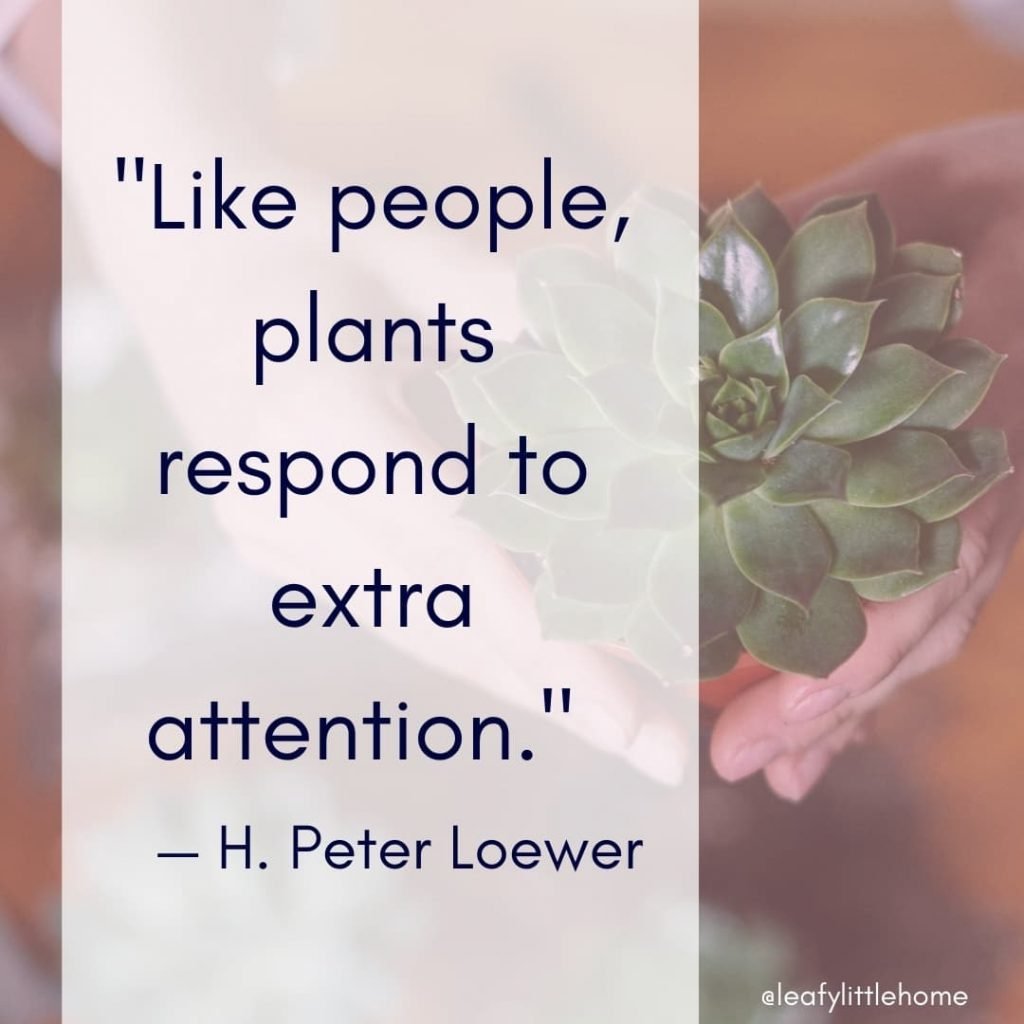 10 Inspirational Houseplant Quotes (With Photos) | The Leafy Little Home