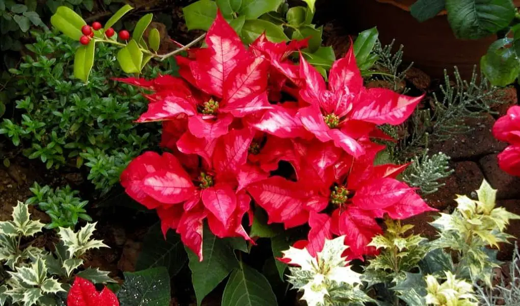 Festive Christmas Plants for Holiday Decorating