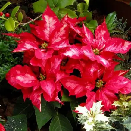 Festive Christmas Plants for Holiday Decorating