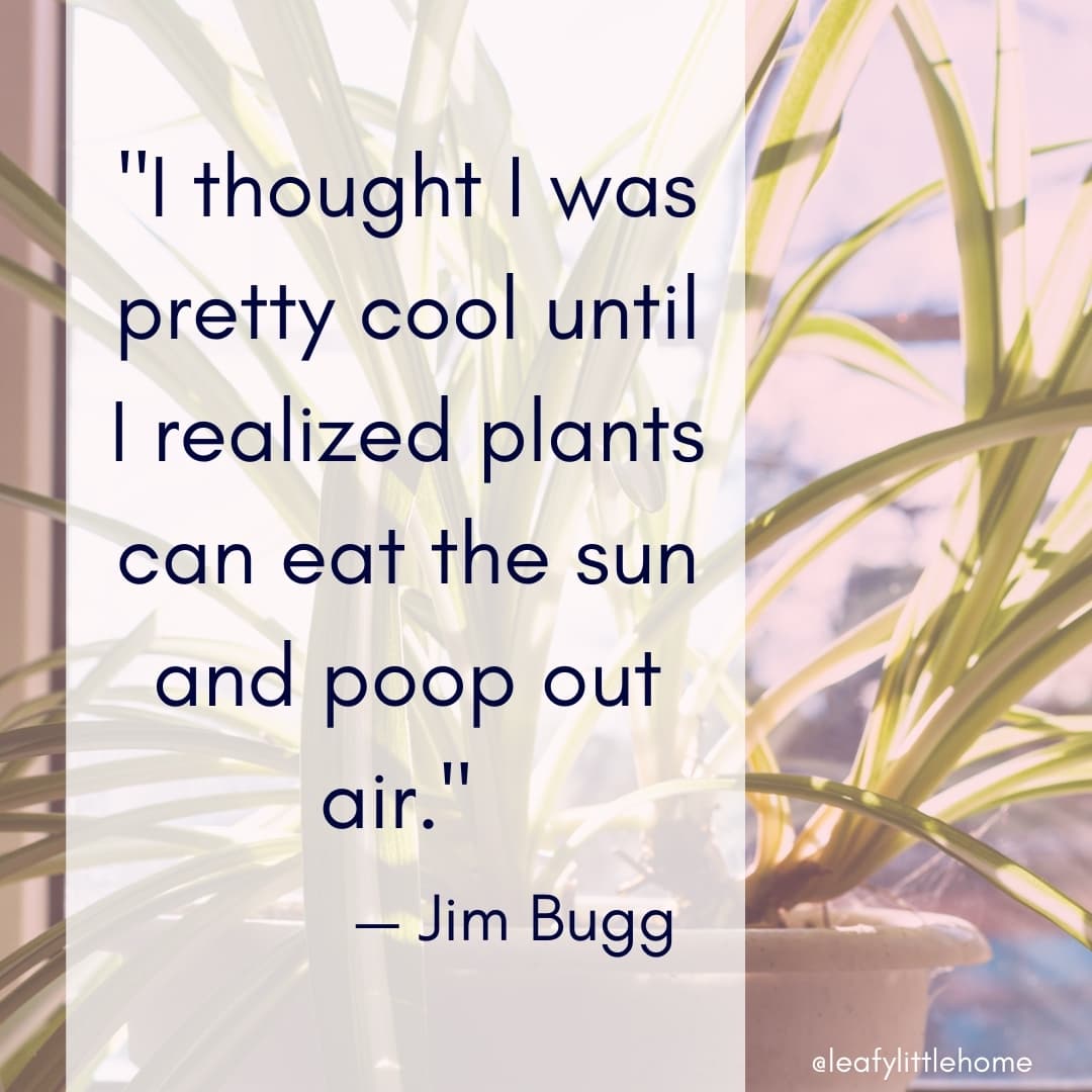 10 Inspirational Houseplant Quotes (With Photos) The Leafy Little Home