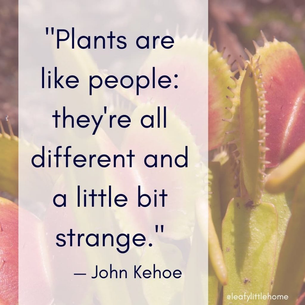 10 Inspirational Houseplant Quotes (With Photos) | The Leafy Little Home