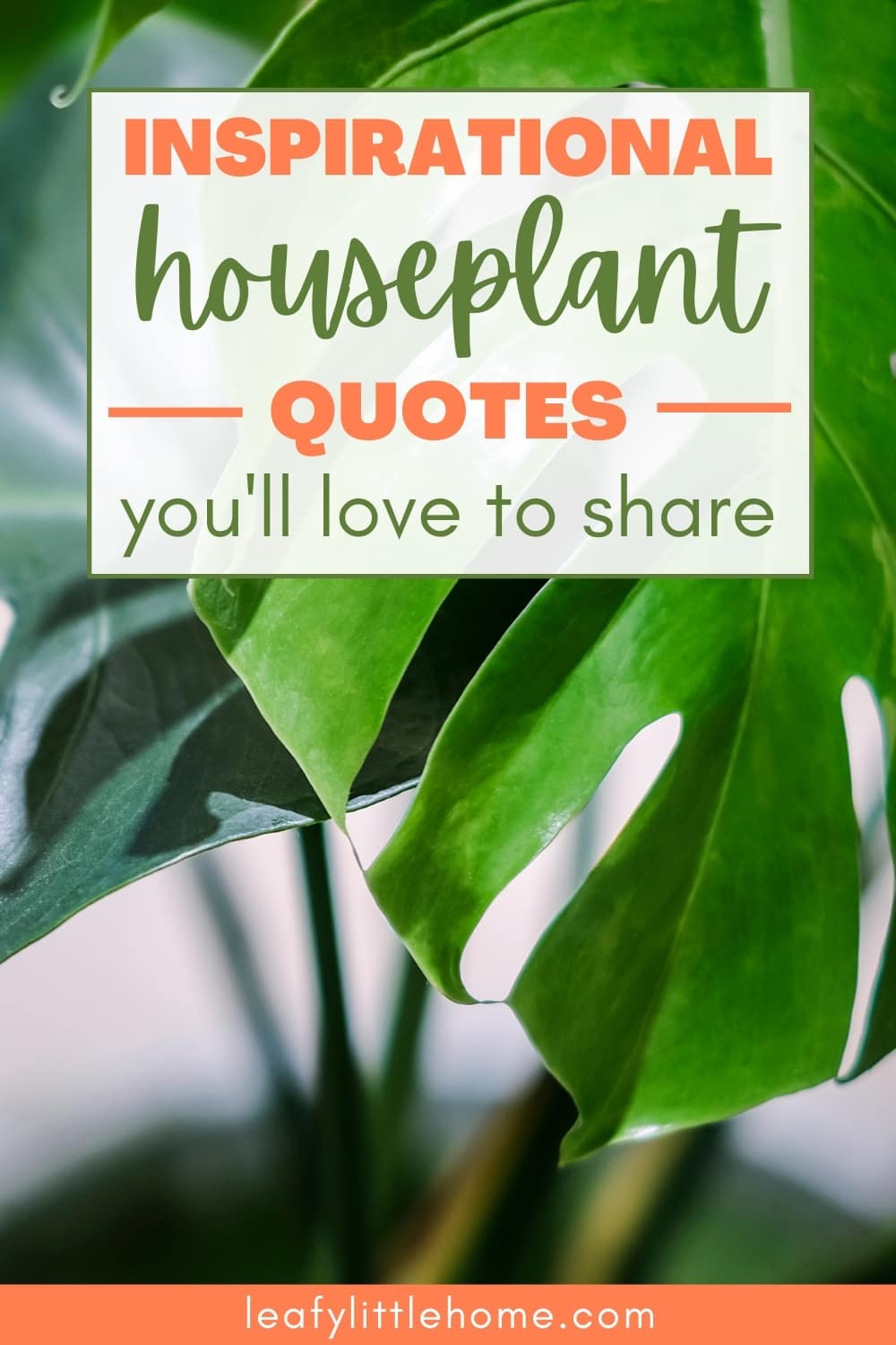 10 Inspirational Houseplant Quotes (With Photos) - The Leafy Little Home