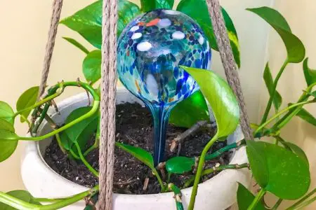 image of a watering globe in a plant showing Do Watering Globes Work to Water Your Houseplants