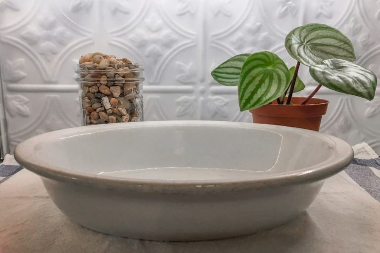 How to Make a Pebble Tray for Plants The Leafy Little Home