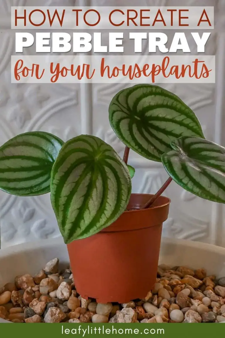 How to Make a Pebble Tray for Plants The Leafy Little Home How to Make a Pebble Tray for Plants The Leafy Little Home