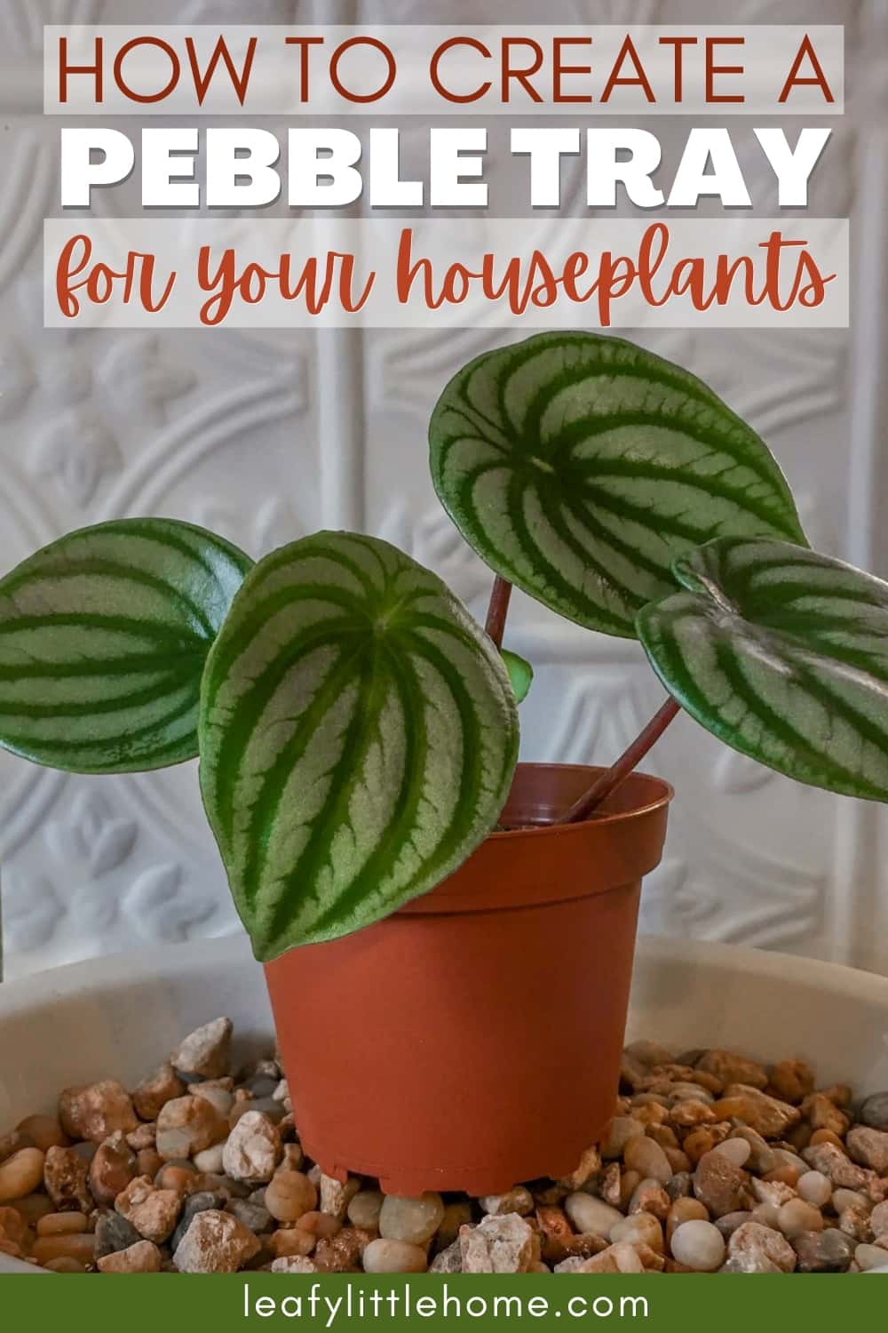 How to Make a Pebble Tray for Plants The Leafy Little Home