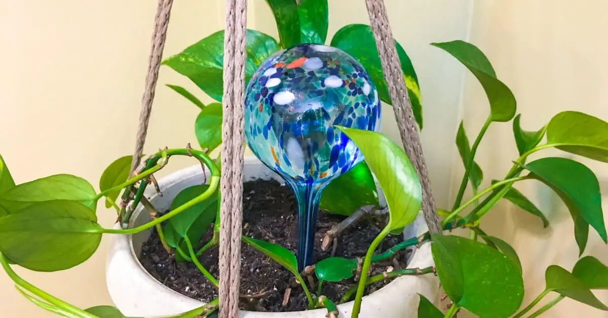 Do Watering Globes Work to Water Your Houseplants? - The Leafy Little Home