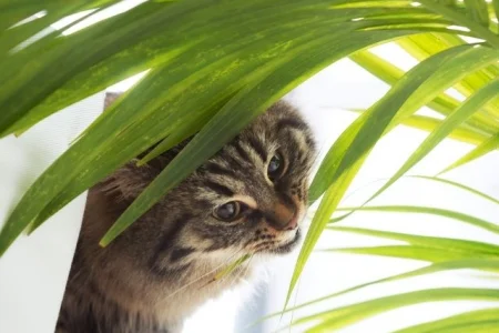These Houseplants Are Toxic to Your Cat