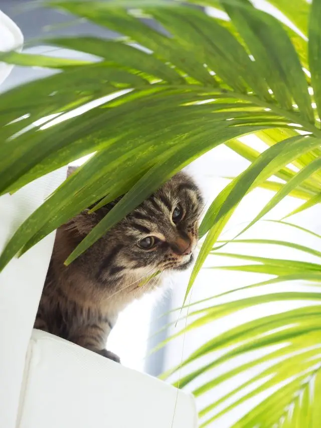 These 10 Houseplants Are Toxic to Your Cat